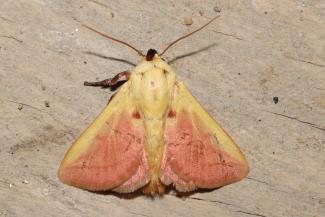 Ten new moth records for India