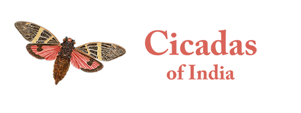 Cicadas of India