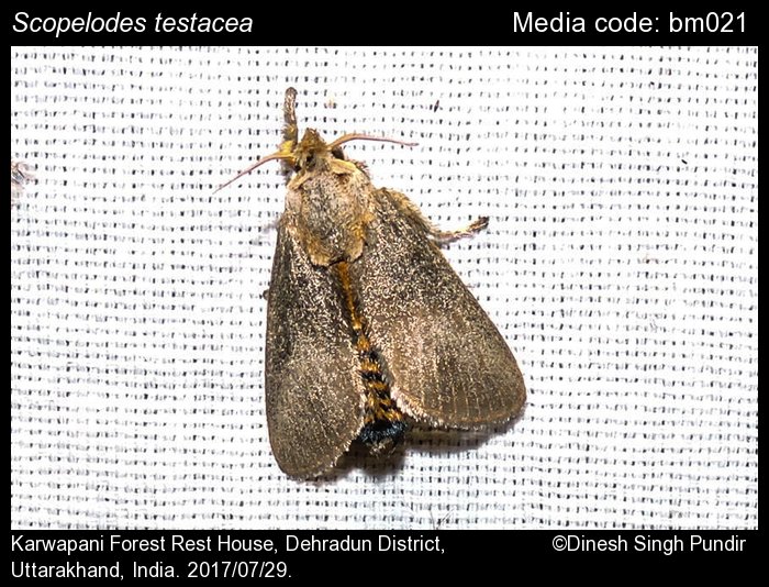 Scopelodes testacea Butler, 1886 - | Moths