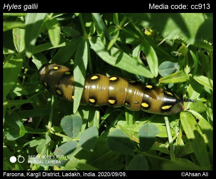 Bedstraw hawkmoth Hyles gallii (Rottemburg, 1775)