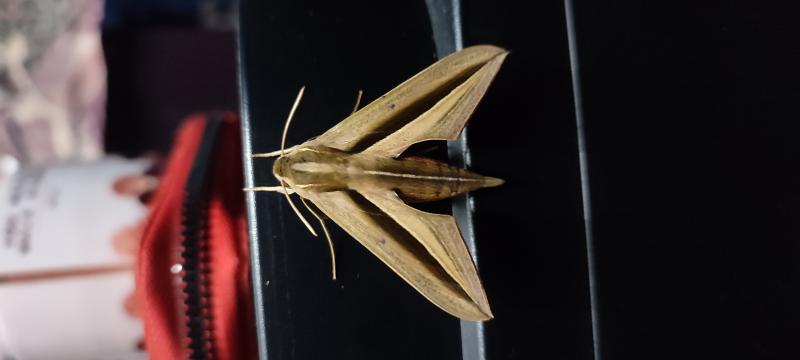MOI-pnh027