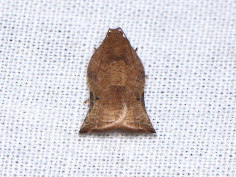 MOI-pnj919