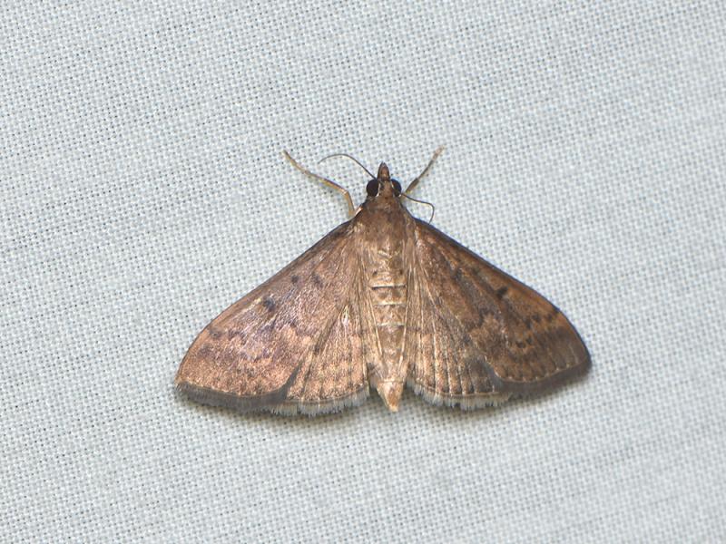 MOI-pnj613