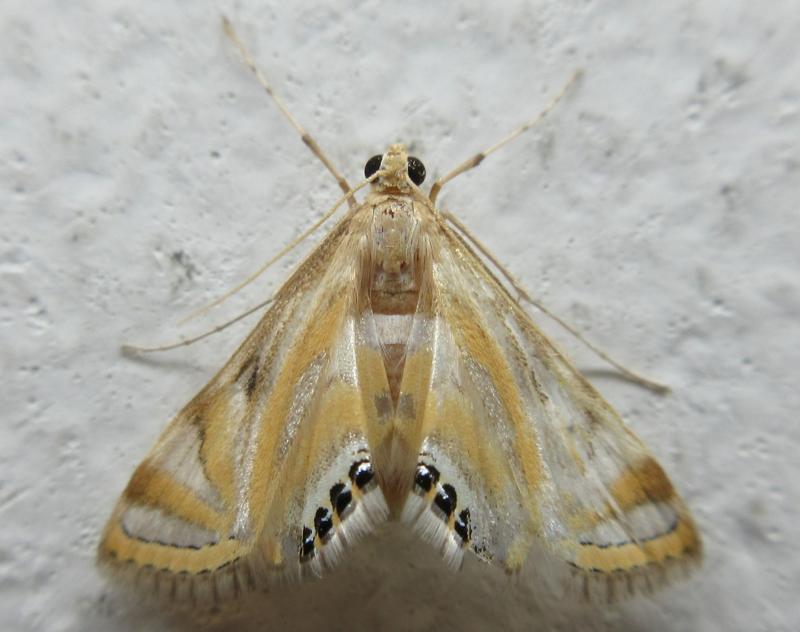 MOI-pnj974
