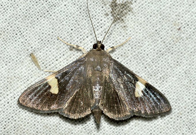 MOI-pnj723