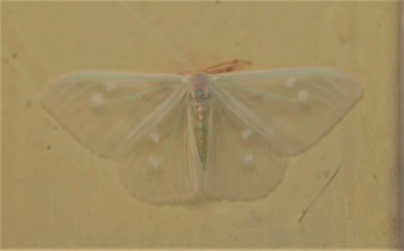 MOI-pnn342