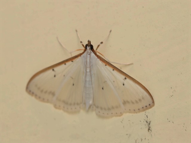 MOI-pnn565