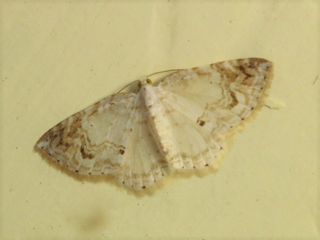 MOI-pnq254