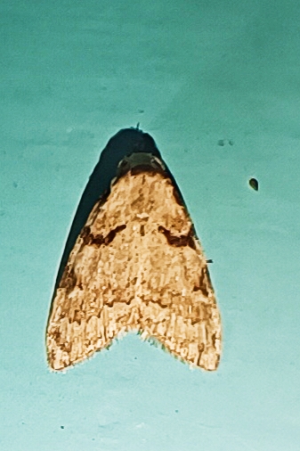 MOI-pnx497