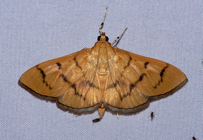 MOI-pph798
