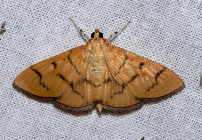Syllepte nigriflava Swinhoe, 1894