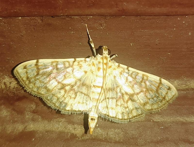 MOI-pnq437
