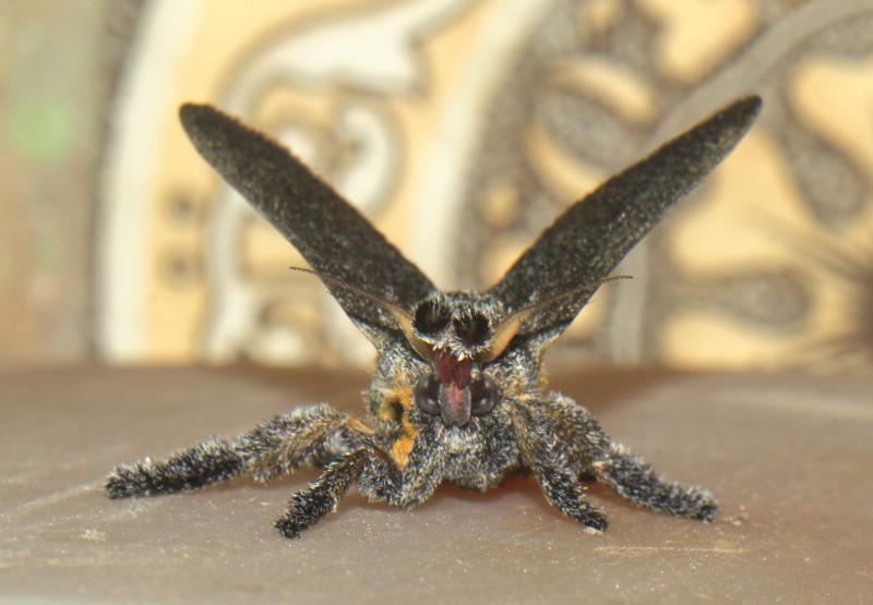 MOI-pnx194