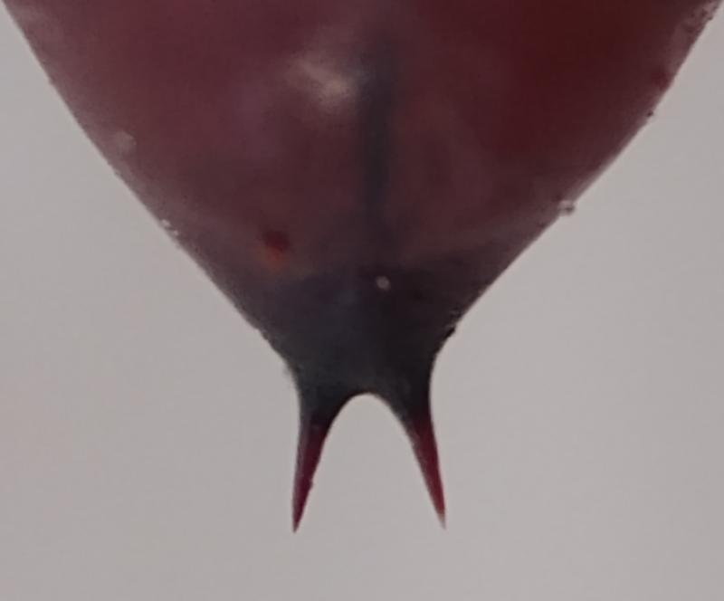MOI-pnz082