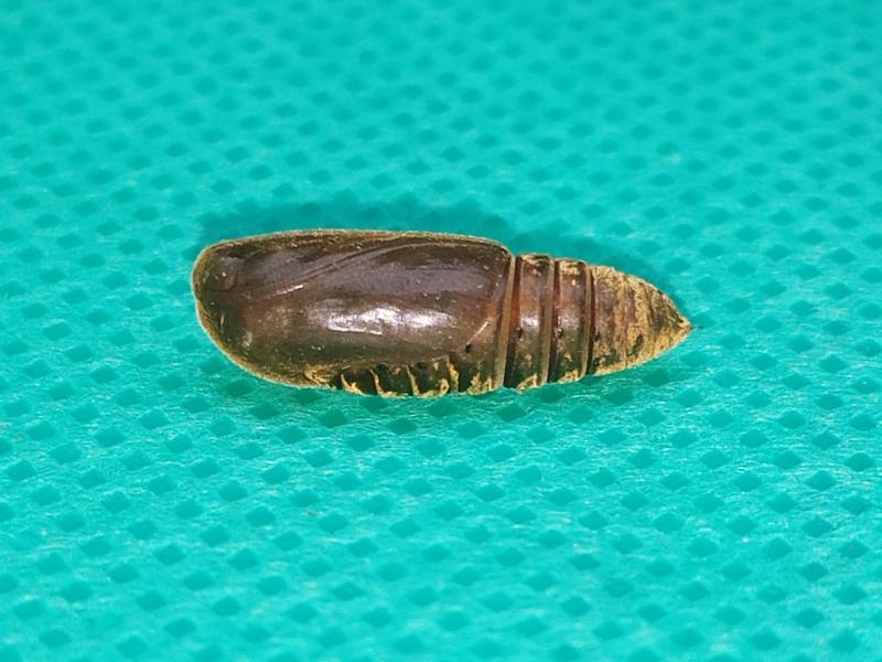 MOI-ppa695