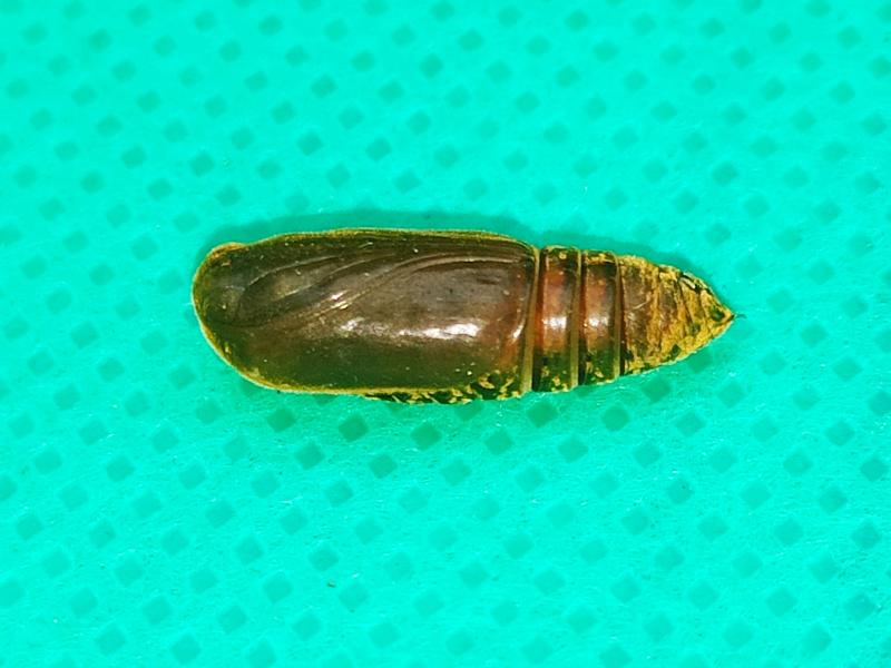 MOI-ppa698