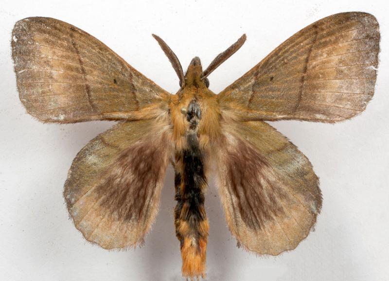 Radhica rosea moths