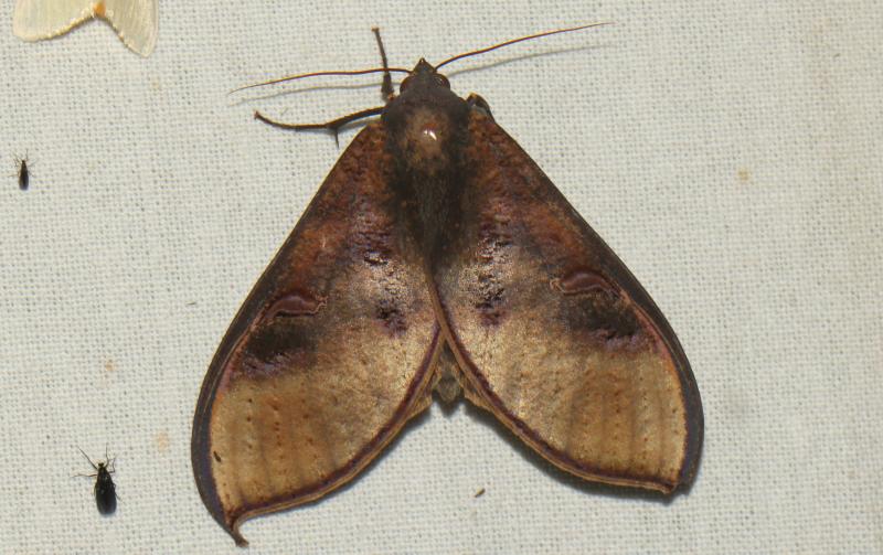 MOI-ppg683