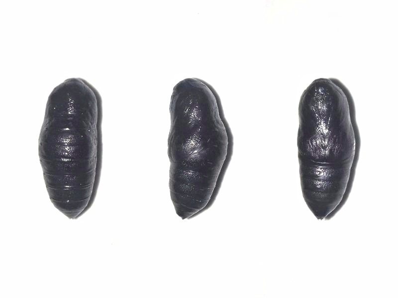 MOI-ppy537