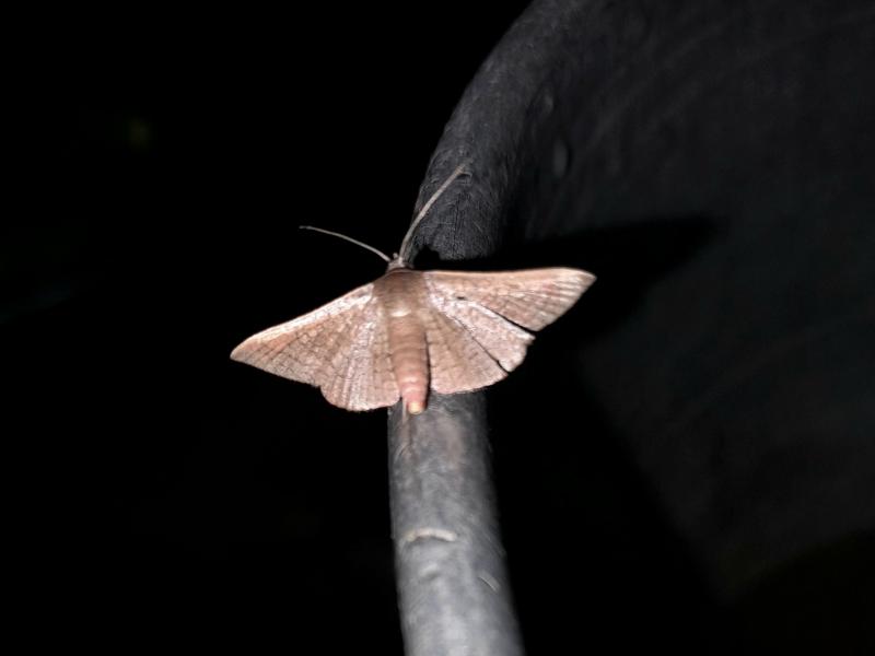MOI-ppm791