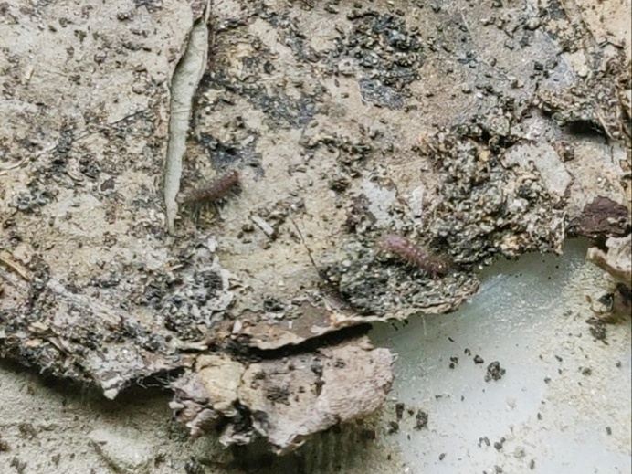 MOI-ppf137