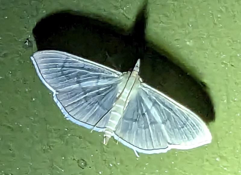 MOI-ppg721