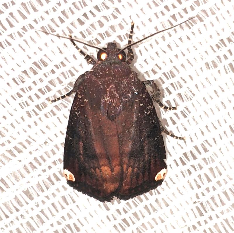 MOI-ppd968
