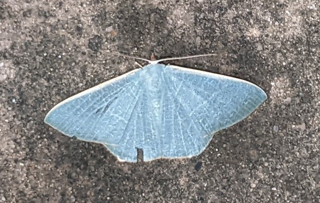 MOI-ppf091
