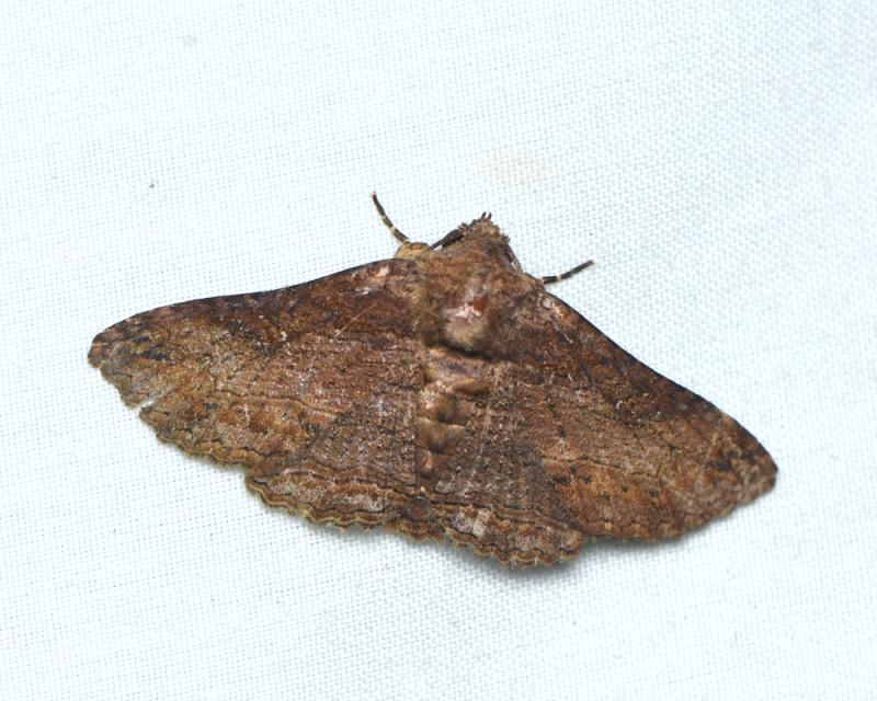 MOI-ppm624