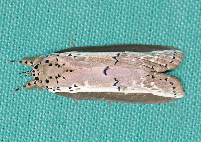 MOI-ppn881