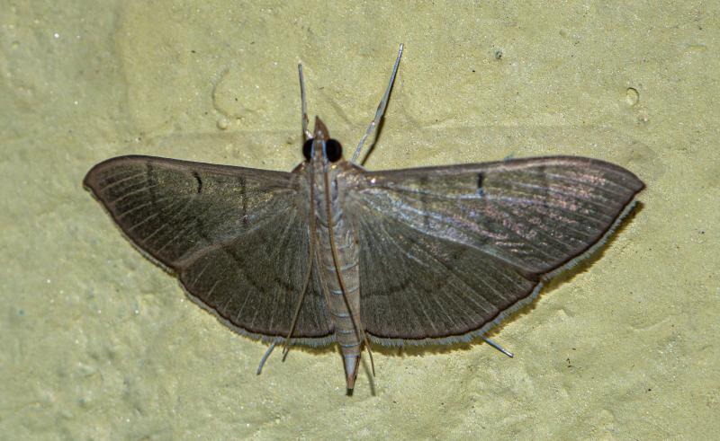 MOI-ppn140