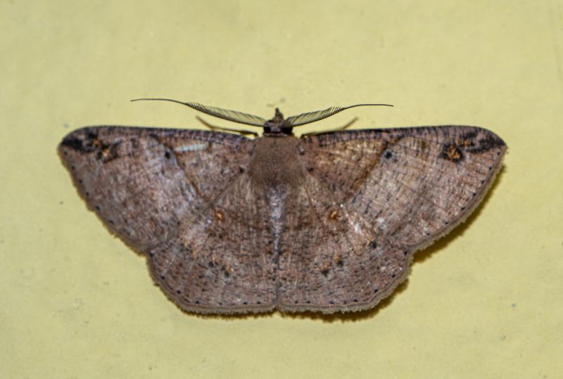 MOI-ppn129