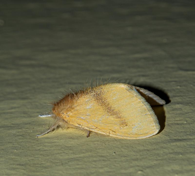 MOI-ppn036