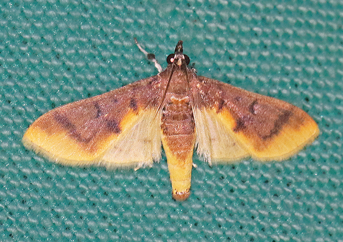 MOI-ppn559