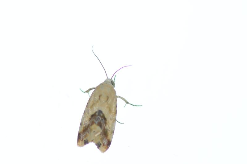 MOI-ppn278