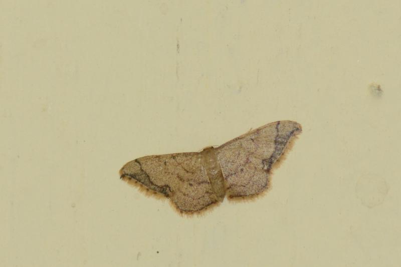 MOI-ppn264
