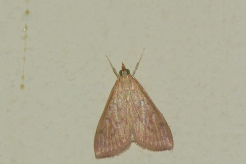 MOI-ppn244