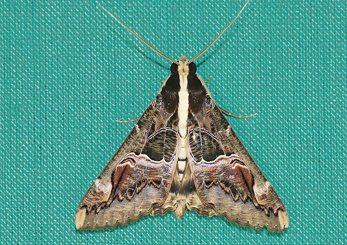 MOI-ppn677