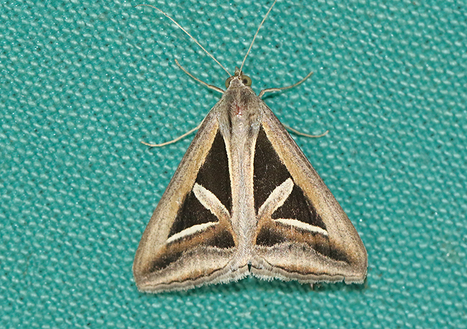 MOI-ppn558