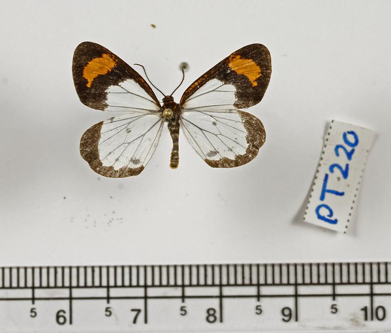 MOI-ppr809