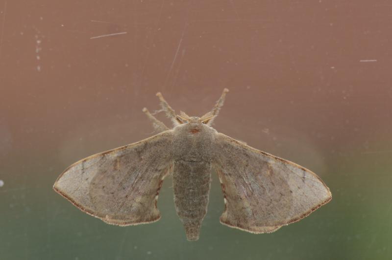 MOI-pps689