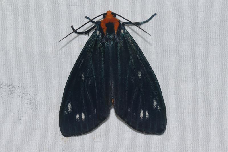MOI-pqb489