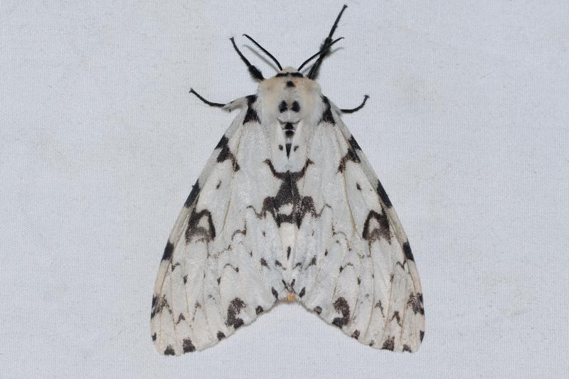 MOI-pqd039