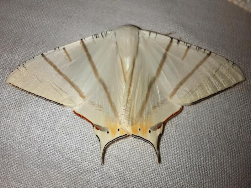 MOI-pqc338