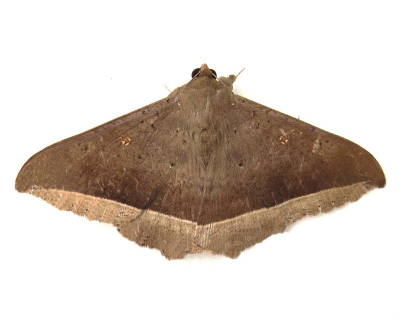 MOI-pqb196