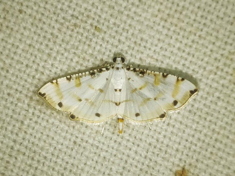 MOI-pqc953