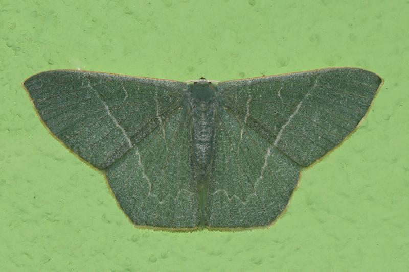 MOI-pqc222