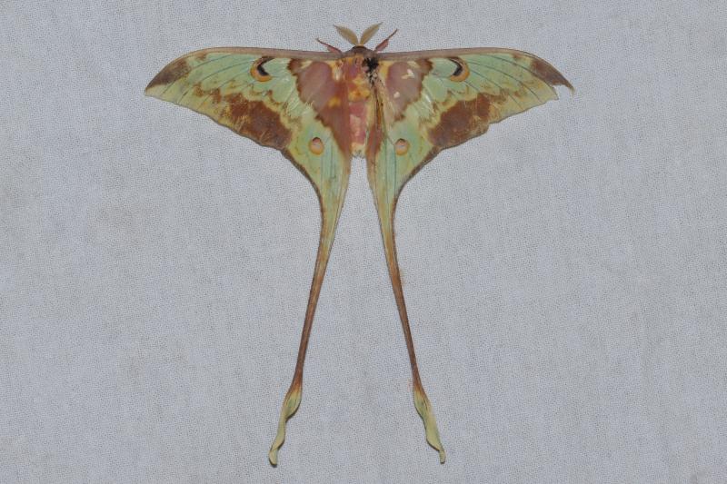 MOI-pqc089