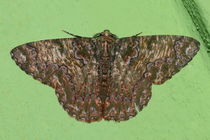 MOI-pqc374