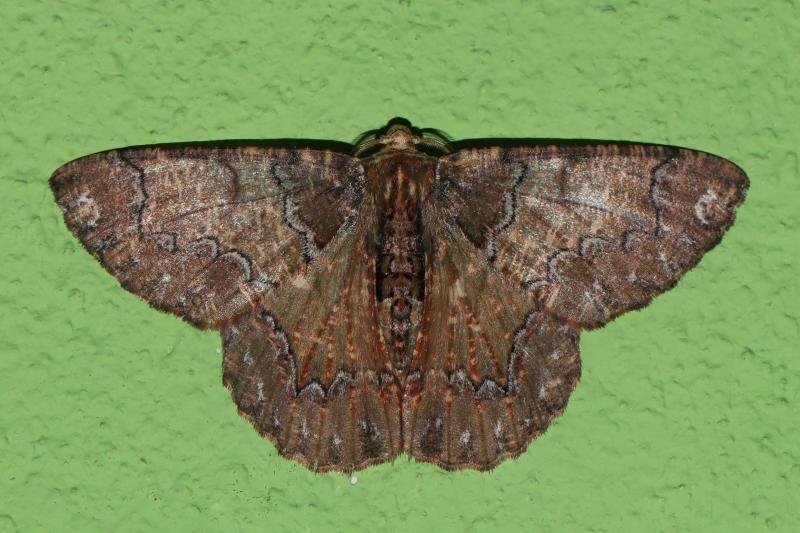 MOI-pqc343